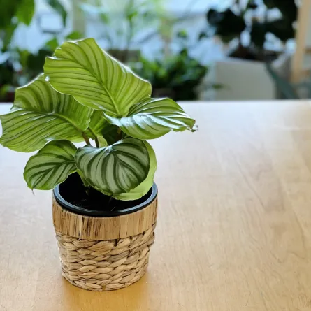 نبات كالاتيا أوربيفوليا على طاولة في المنزل