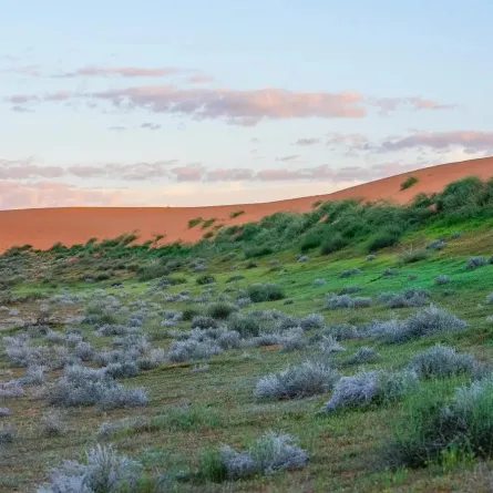 تحديث آلية التنزه في منطقتيّ الصمان والدهناء  شرط الحصول على تصريح زيارة - الصورة من وكالة الأنباء السعودية "واس"