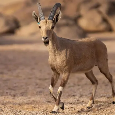 تشكل ولادة هذين الوعلين إنجازًا لافتًا في إطار برنامجنا لإعادة تأهيل الحياة البرية