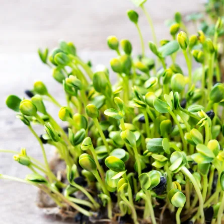 الرشاد الأخضر - المصدر freepik