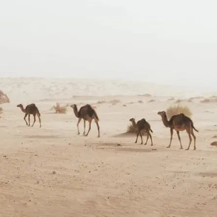  اعتماد دولي لقياس كفاءة تحاليل أمراض الإبل. الصورة من مكتب أبوظبي الإعلامي