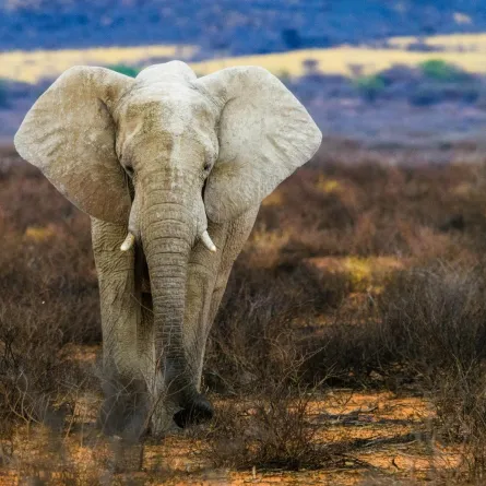 تفسير رؤية الفيل في المنام