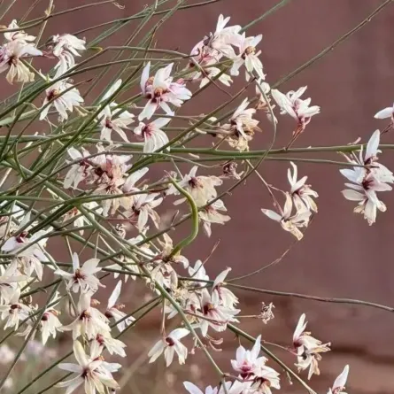 شجرة المورينجا