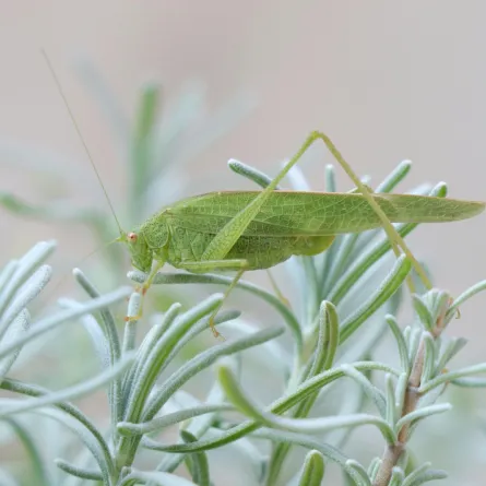 رؤيا الجراد في المنام - الصورة تعبيرية   