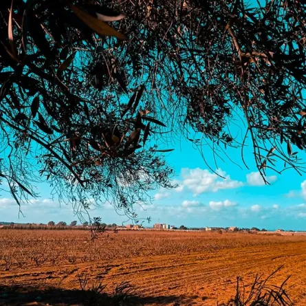 جانب من مستغانم