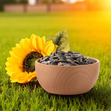 أضرار الفصفص على صحة الجسم