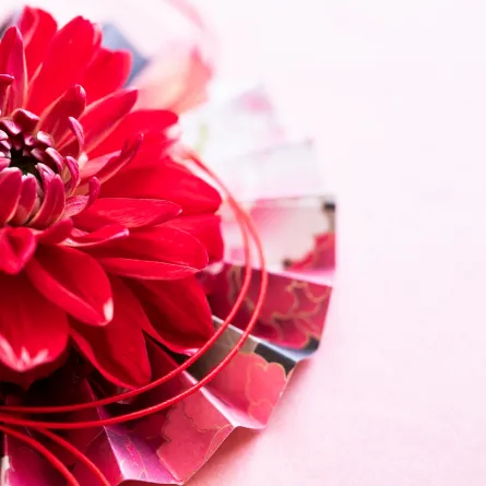 زهرة الأضالية أو الداليا الحمراء