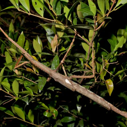 حشرة عصا عملاقة