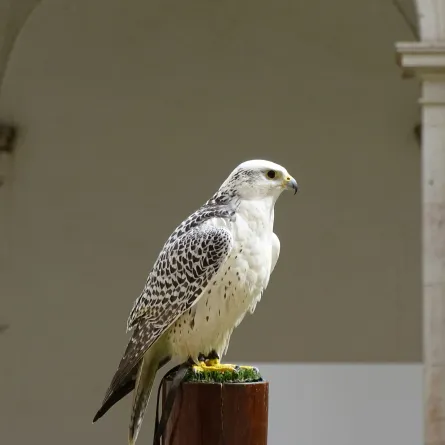 موعد انطلاق معرض أبوظبي الدولي للصيد والفروسية. الصورة من موقع unsplash