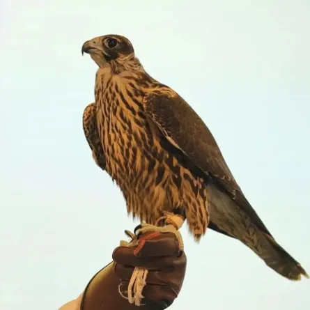 مزاد الصقور