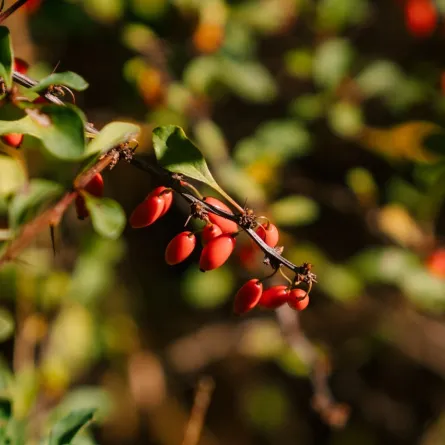البرباريس يملك فوائد صحية مهمة- المصدر: pexels-marta-wave