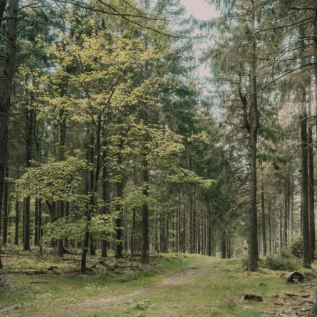 تفسير رؤية الأشجار في المنام للعزباء