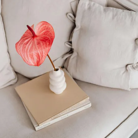 نبات الأنثوريوم