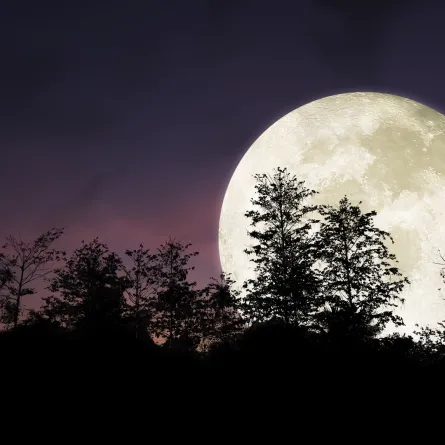 عبارات عن الليل قصيرة