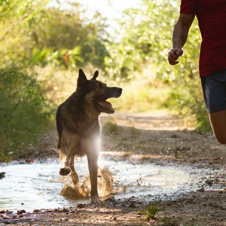 تفسير حلم الجري من الكلاب -مصدر الصورة: Adobe Stock by robcartorres