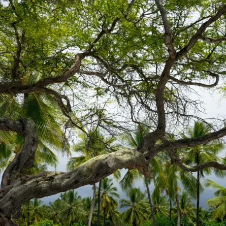 تفسير حلم سقوط شجرة كبيرة