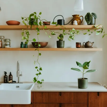 نباتات جميلة في المطبخ