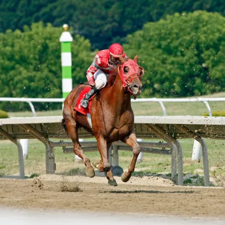 تفسير حلم ركوب الخيل والجري به في المنام  