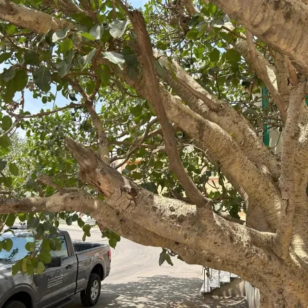 الغطاء النباتي