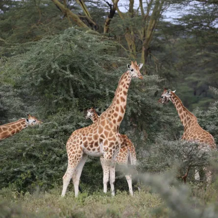 تفسير رؤيا الحيوانات في المنام