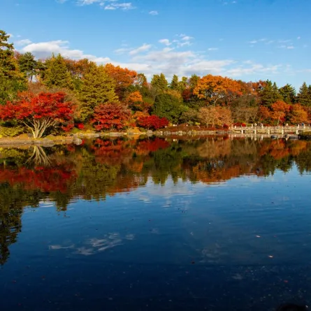 زيارة ممتعة إلى اليابان في الخريف