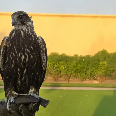 الصقور المنغولية - الصورة من وكالة الأنباء السعودية "واس"