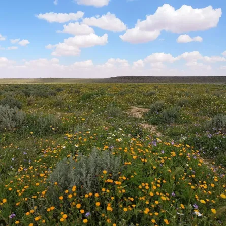 محمية الملك سلمان تُثمر عن غرس 4 ملايين شجرة - الصورة من وكالة الأنباء السعودية "واس"