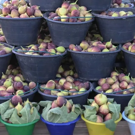 أسبوع التين السعودي - الصورة من وكالة الأنباء السعودية "واس"