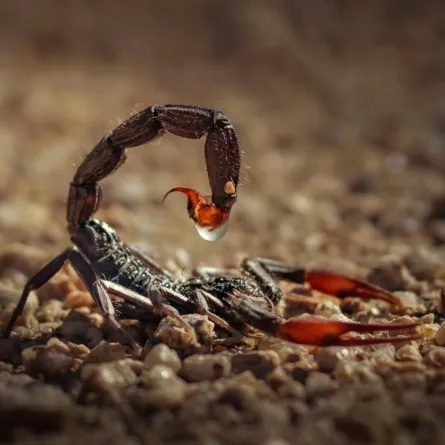 تفسير حلم قرصة العقرب - الصورة تعبيرية   