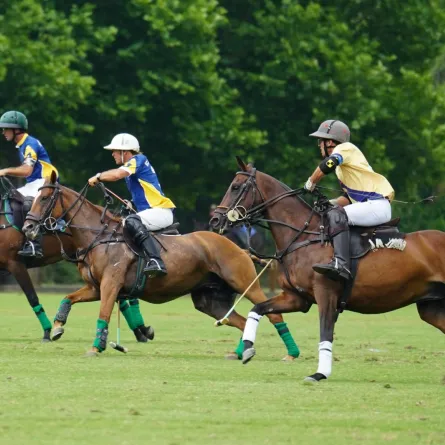 تفسير حلم ركوب الحصان في المنام