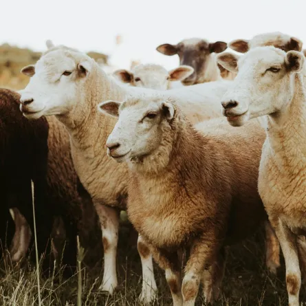 تفسير رؤيا قطيع الغنم في المنام