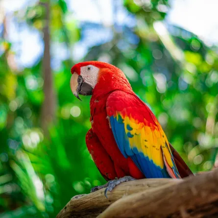 تفسير رؤيا الببغاء في المنام