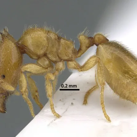 نملة الشارقة.. البيئة تعلن اكتشاف نوع نادر من النمل بالإمارات - الصورة من وكالة الأنباء الإماراتية "وام"