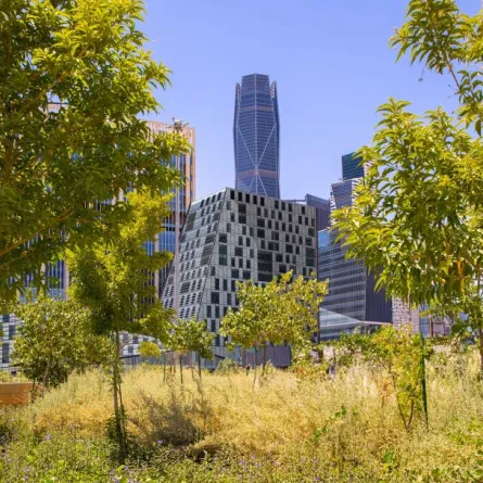 أشجار وأبراج في العاصمة الرياض