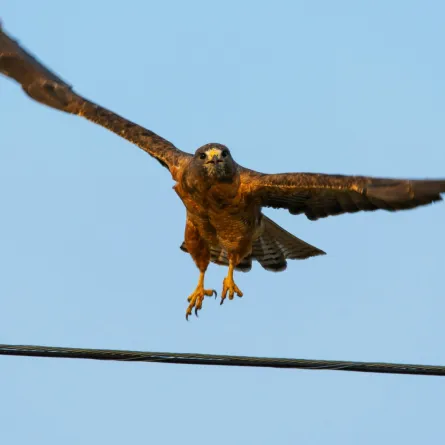 تفسير رؤيا الصقر في المنام