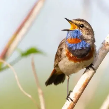 تغريد الطيور