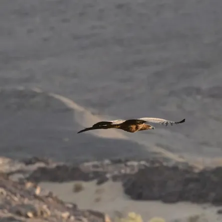 أول ظهور للنسر الأبيض الذيل في السعودية منذ 20 عامًا 