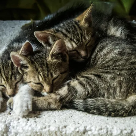 تفسير رؤيا القطط في المنام