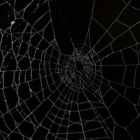 التخلص من العناكب