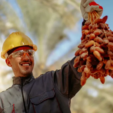 تفسير حلم قطف التمر من النخلة