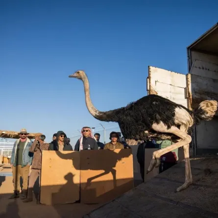 كائنات فطرية