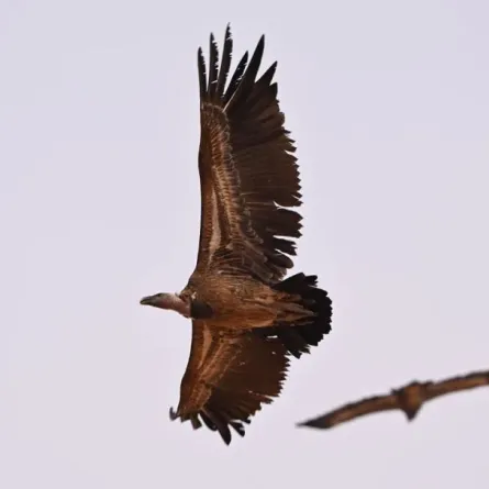 رصد نسر روبّل