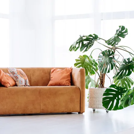 العناية بالكنب