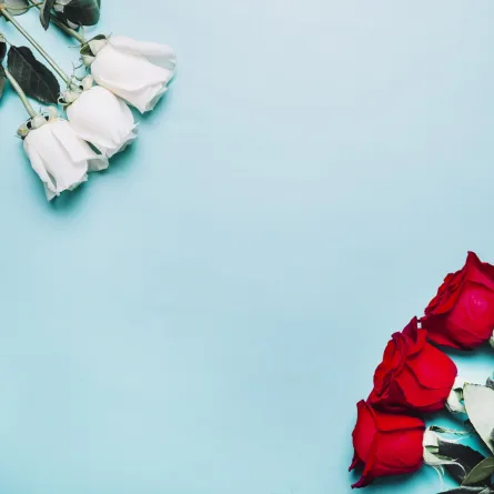  الورد الأبيض والأحمر