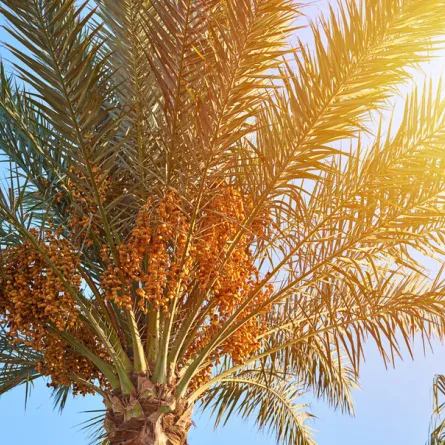 السعودية الأولى عالميا في صادرات التمور - الصورة من الموقع الرسمي للمركز الوطني للنخيل والتمور 