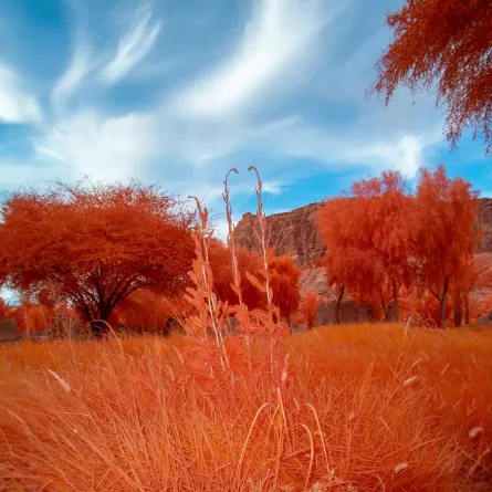 انطلاق معرض أرضُنا فبراير المقبل - الصورة من الموقع الرسمي لاستكشف العلا