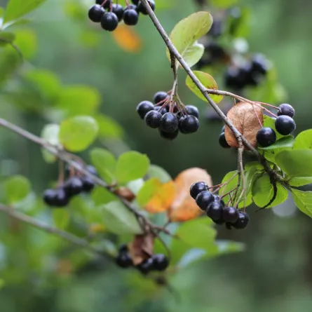 ثمار الأرونيا -المصدر: pexels-vozradui