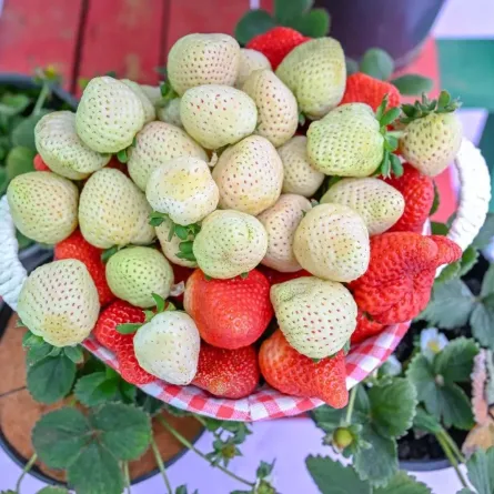 الفراولة البيضاء صنف نادر عالميًّا. الصورة من وكالة الأنباء السعودية "واس"