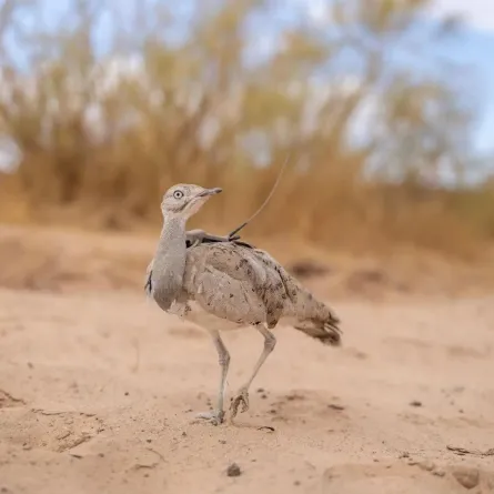 محميات طبيعية