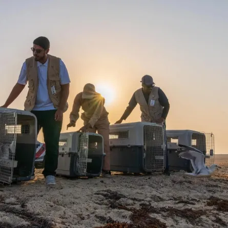 إطلاق 63  طائرًا بحريًا في كورنيش جدة -  الصورة من وكالة الأنباء السعودية "واس"